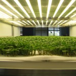10 Days after planting