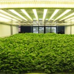 13 Days after planting