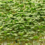 10 Days after planting