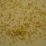 Arugula Seeds